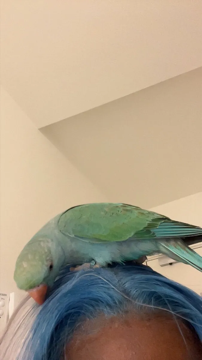Pets - Image 1