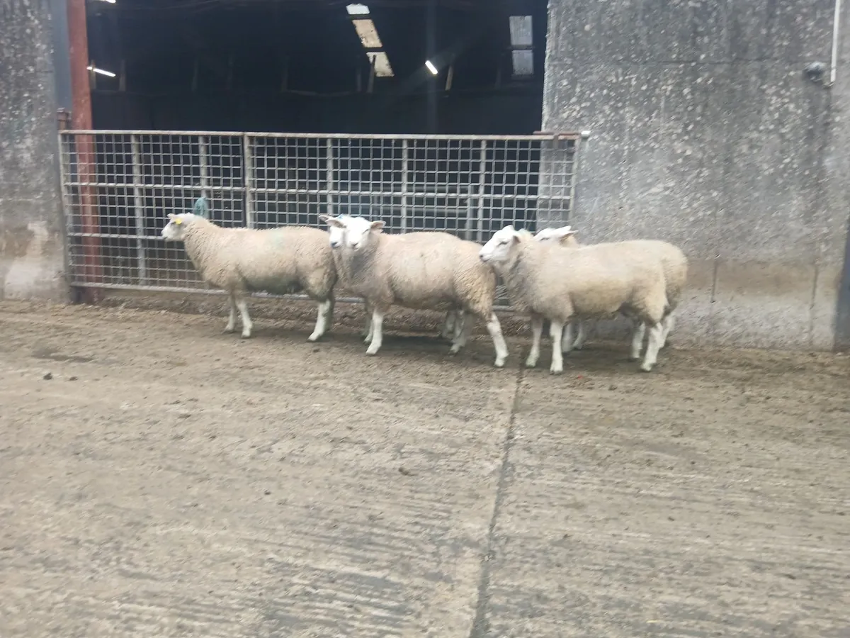 Belclare Rams - Image 4