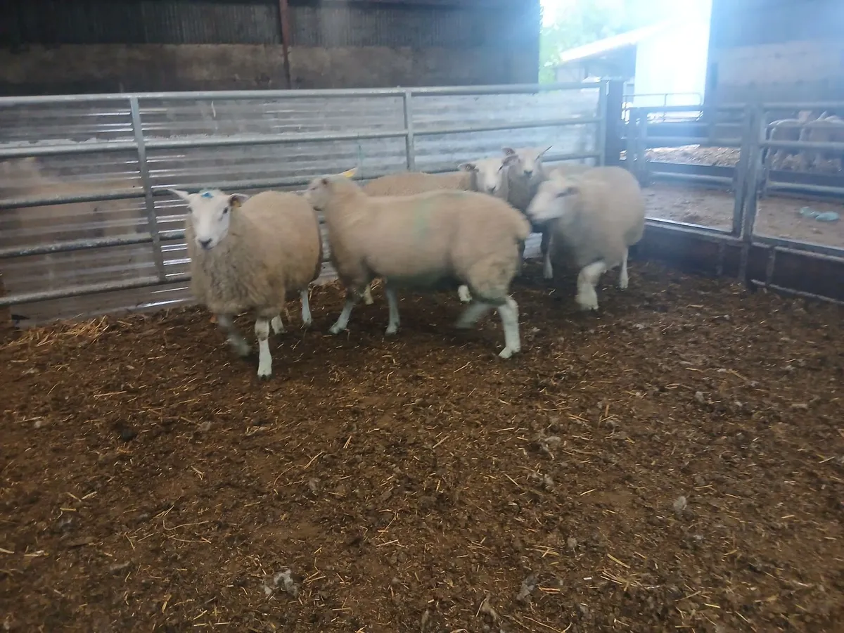 Belclare Rams - Image 2