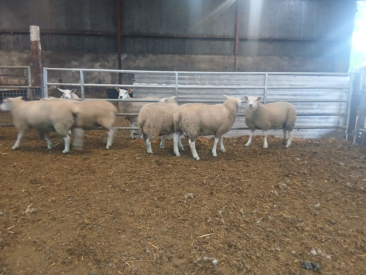 Belclare Rams - Image 3