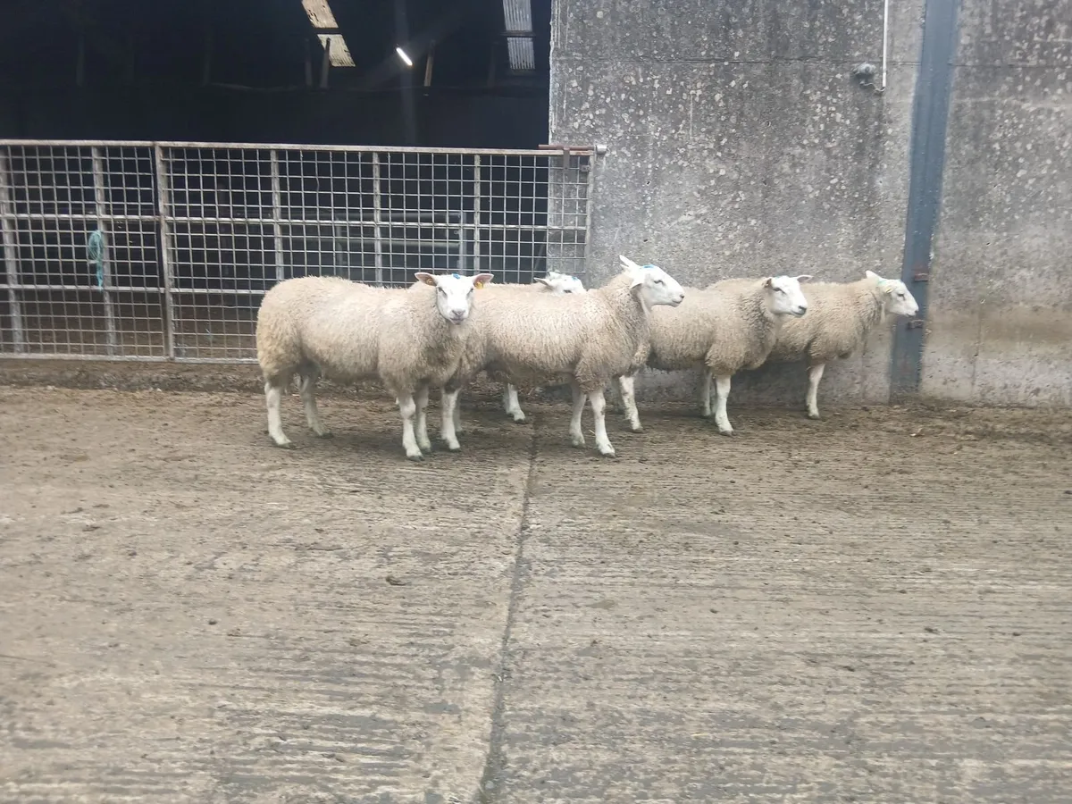 Belclare Rams - Image 1