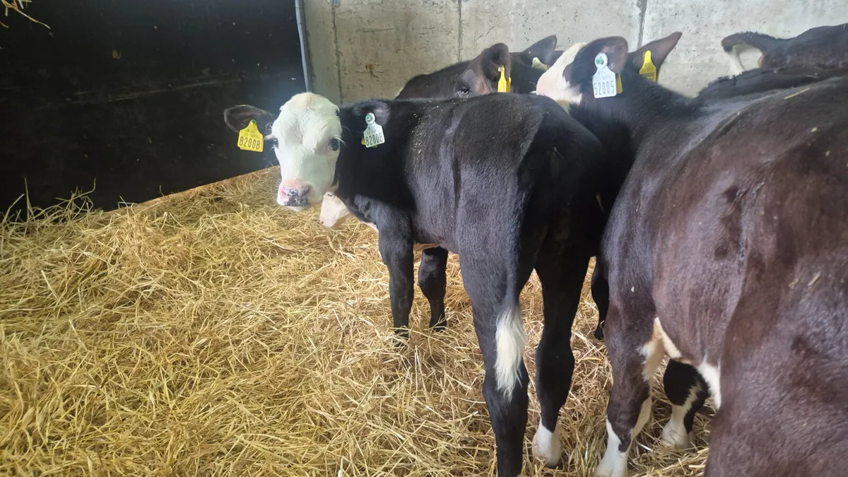 12 once a day feeding bull calves for sale - Image 3