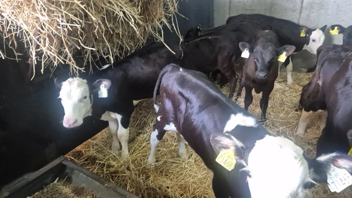 12 once a day feeding bull calves for sale - Image 1