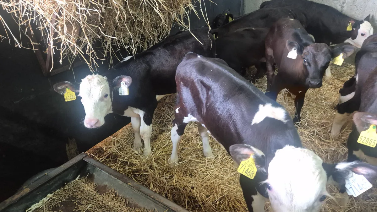 12 once a day feeding bull calves for sale - Image 2