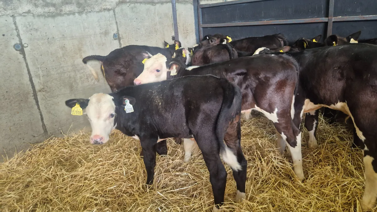 12 once a day feeding bull calves for sale - Image 4