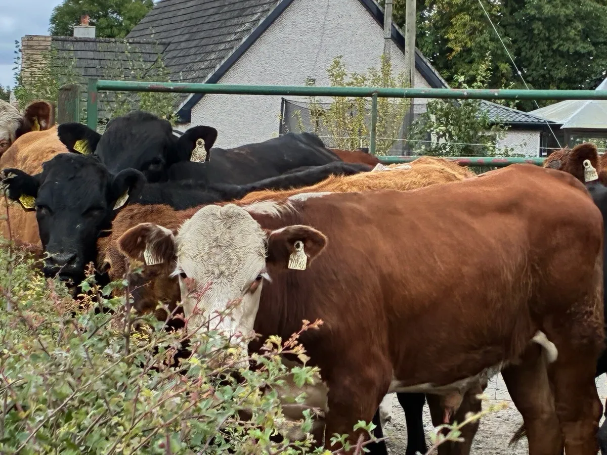 12 limousine bullocks for sale - Image 2