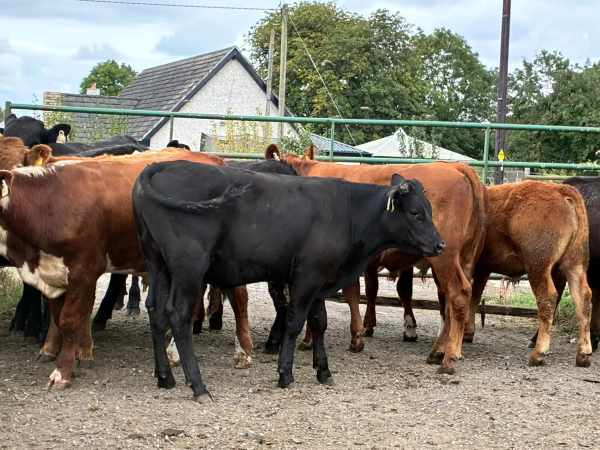 12 limousine bullocks for sale - Image 3