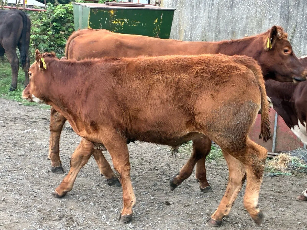 12 limousine bullocks for sale - Image 4