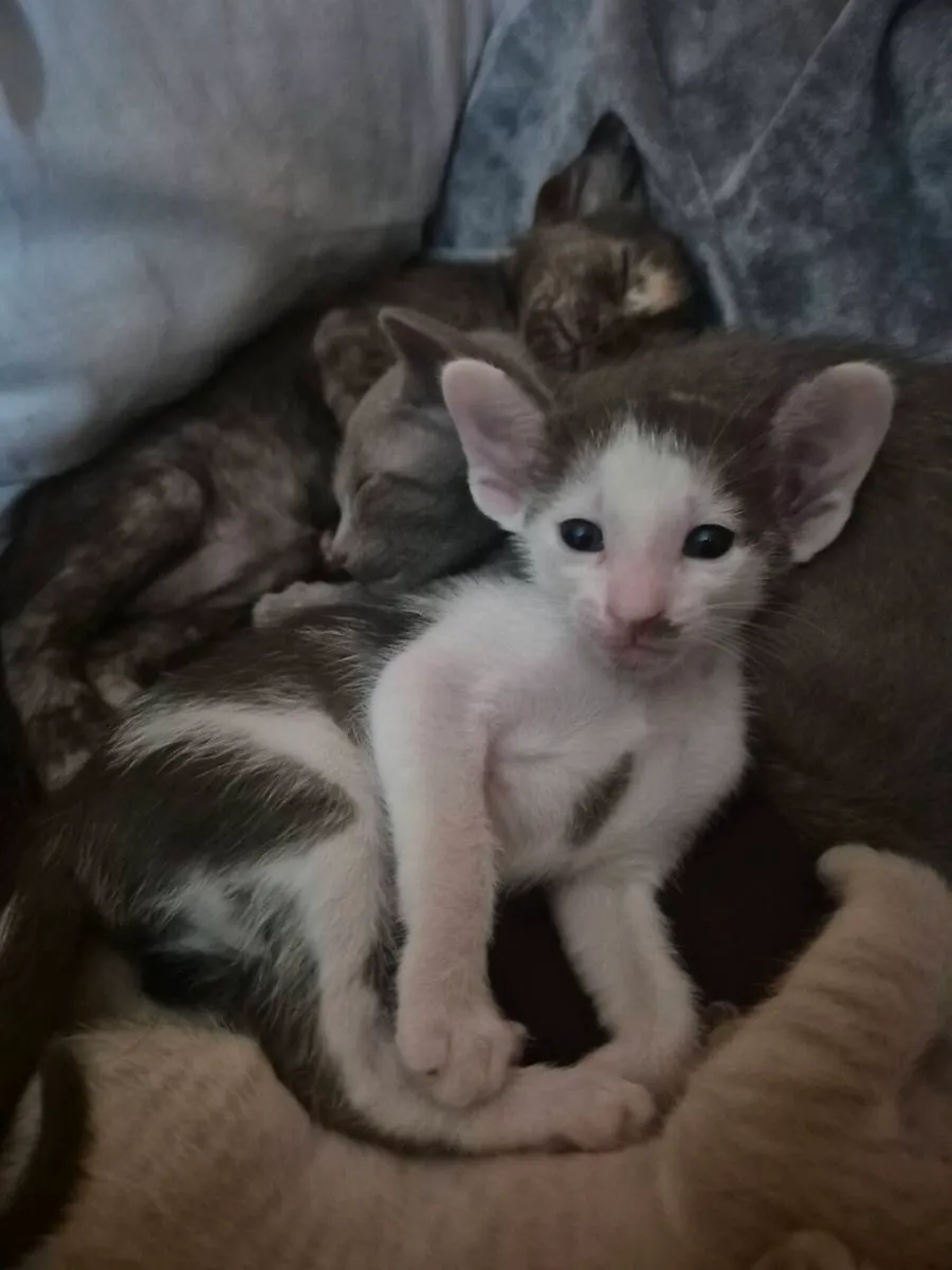 Pedigree Oriental kittens - Image 1
