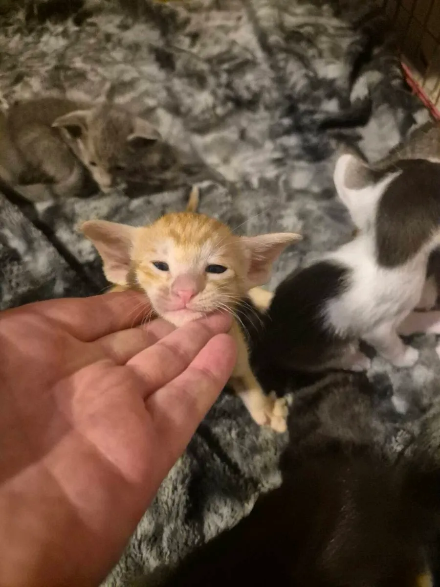Pedigree Oriental kittens - Image 2