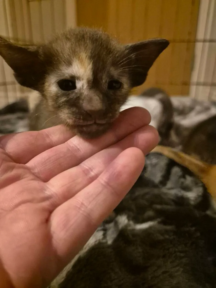 Pedigree Oriental kittens - Image 3
