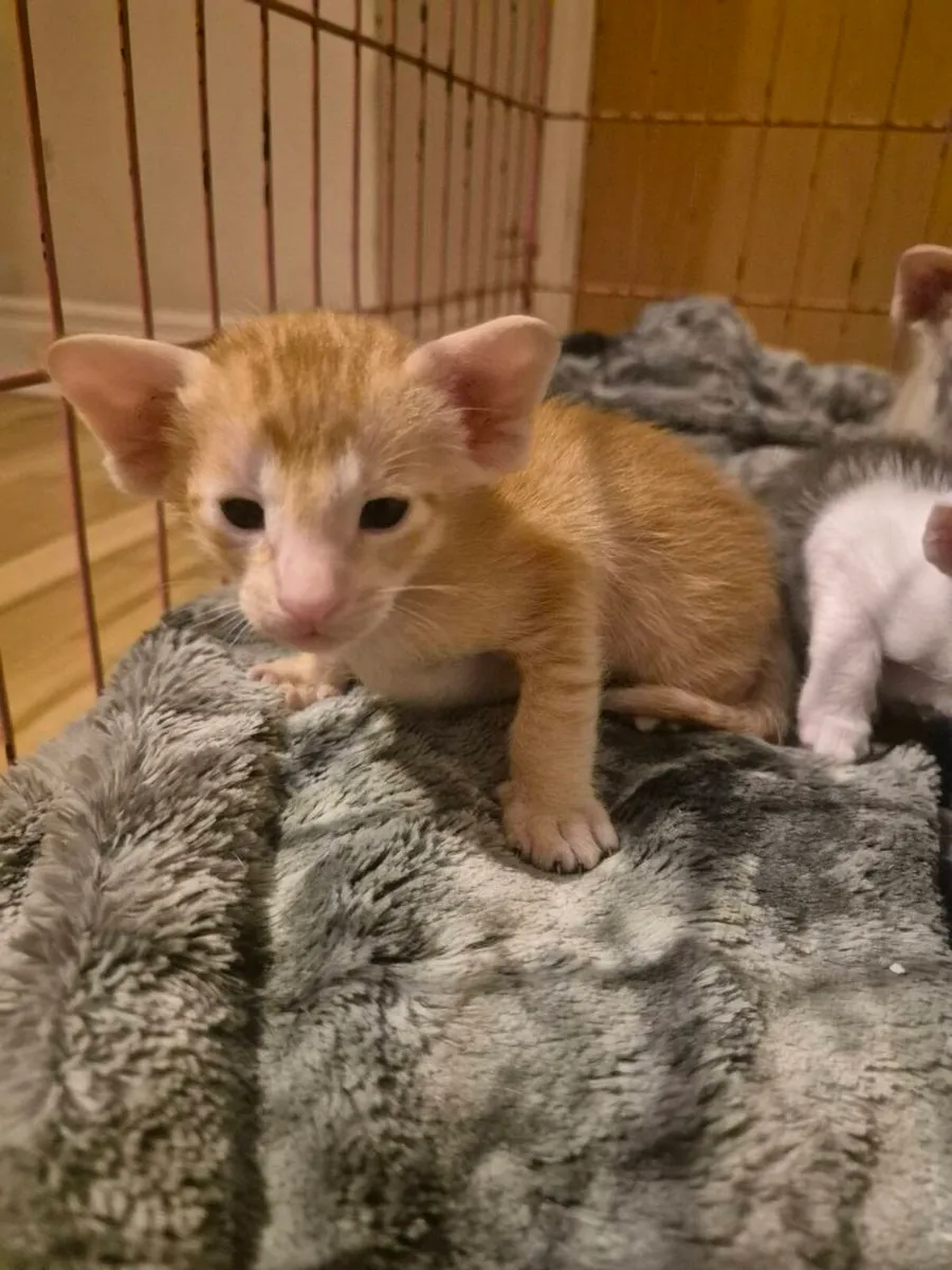 Pedigree Oriental kittens - Image 4