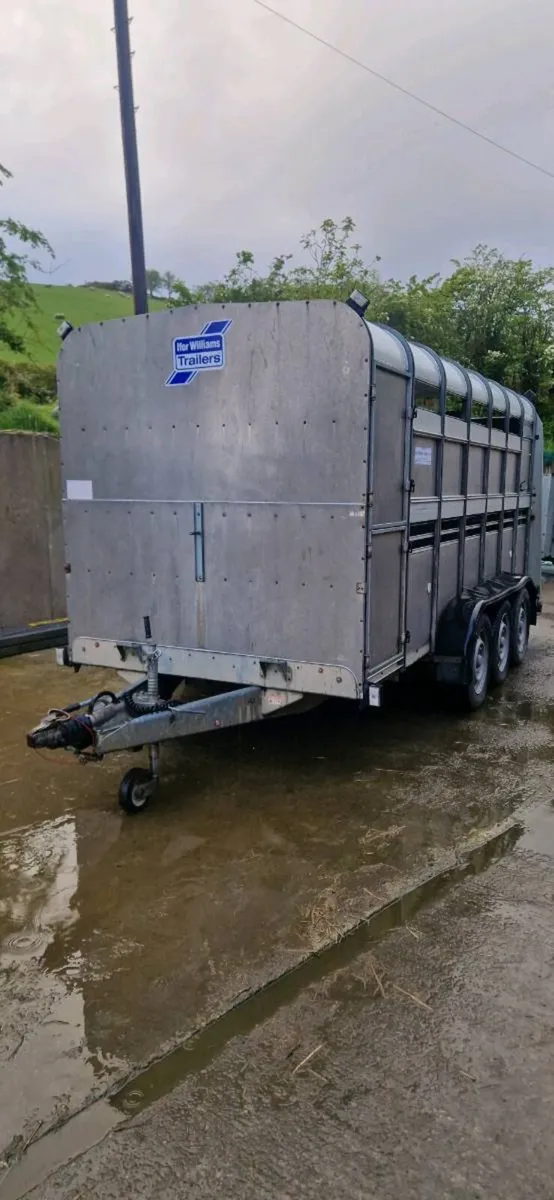 14ft Ifor williams Livestock Trailer - Image 1