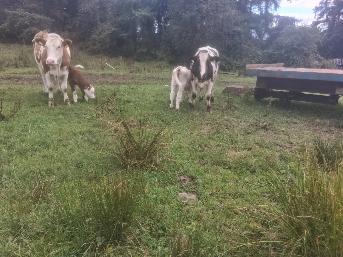 Freshly calved coloured sucklers - Image 2