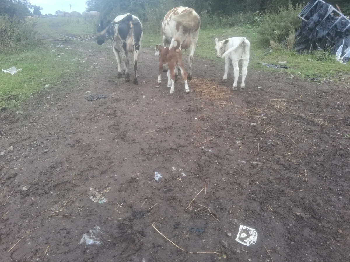 Freshly calved coloured sucklers - Image 3