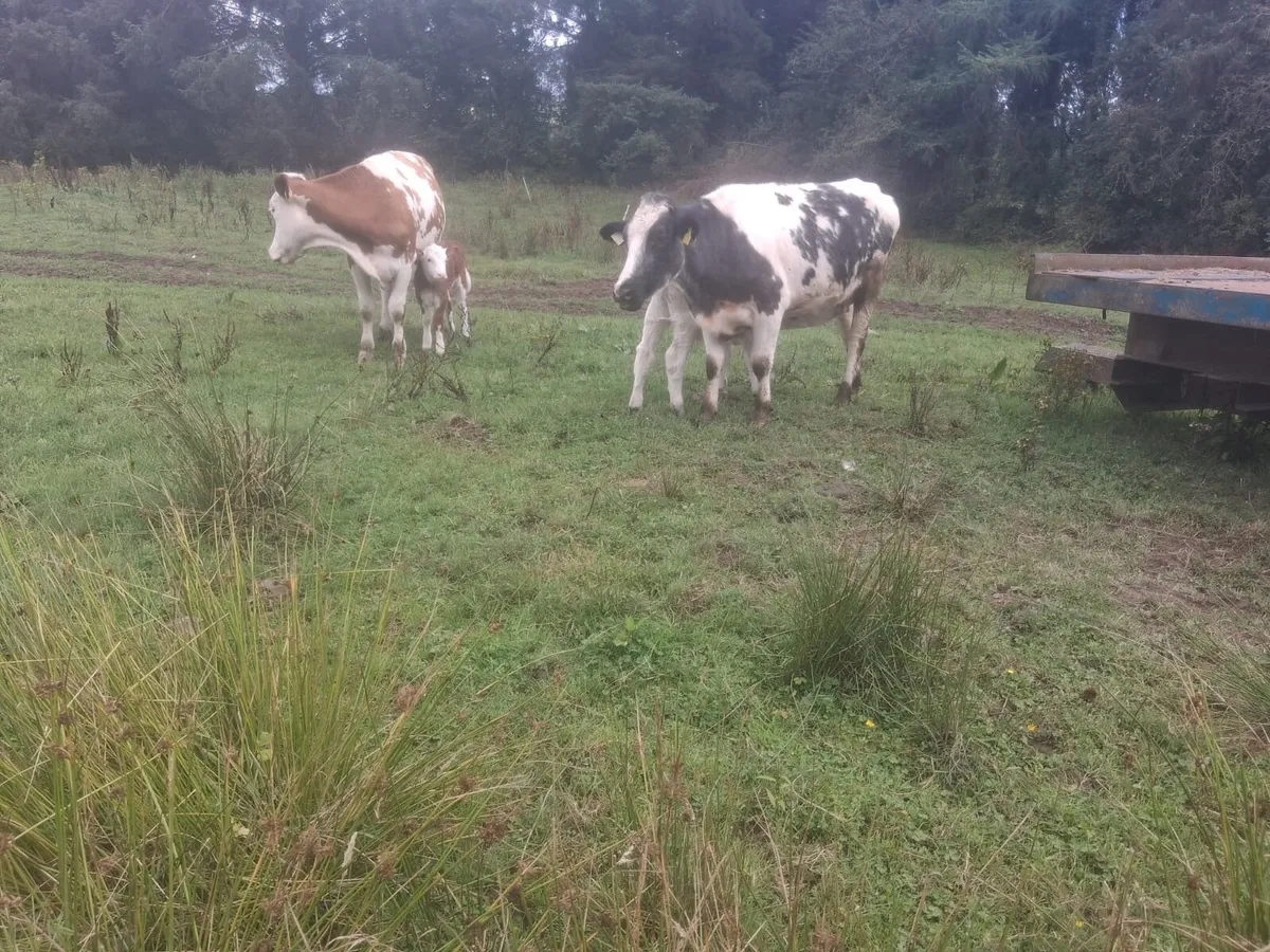 Freshly calved coloured sucklers - Image 4