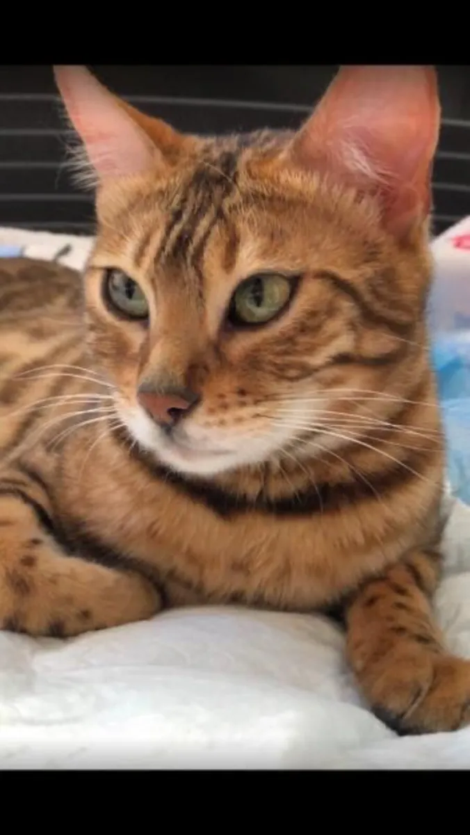 BENGAL CAT - Image 1