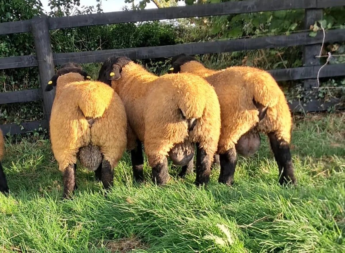 Pedigree Suffolk Ram Lambs Athenry Mart - Image 1