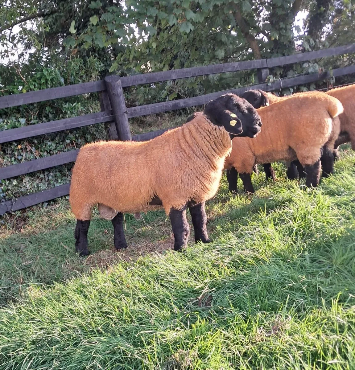 Pedigree Suffolk Ram Lambs Athenry Mart - Image 2