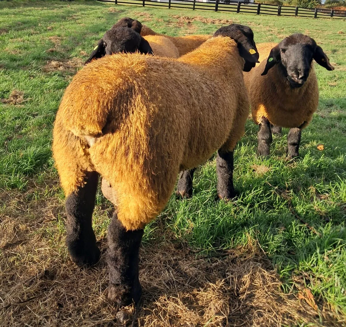 Pedigree Suffolk Ram Lambs Athenry Mart - Image 4