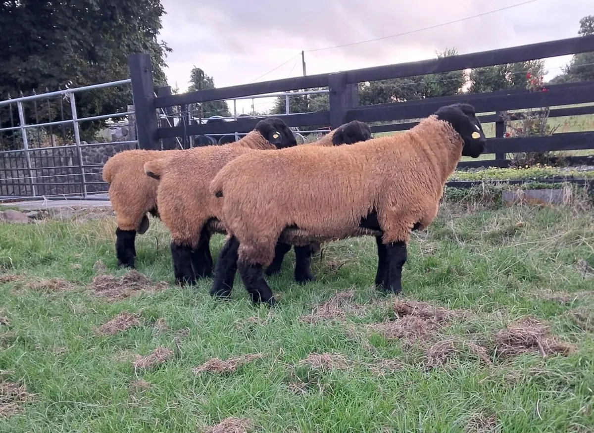 Pedigree Suffolk Ram Lambs for Sale - Image 4