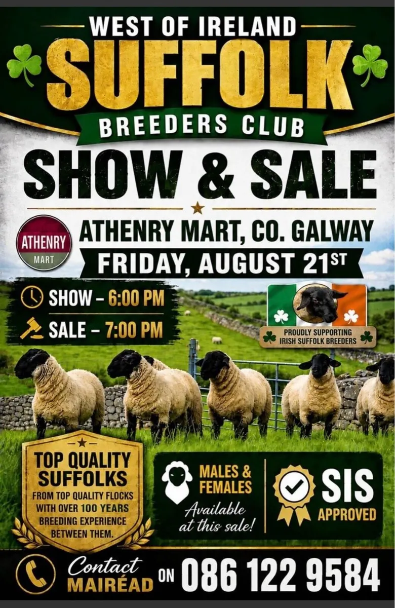 Pedigree Suffolk Ram Lambs Athenry Mart - Image 3