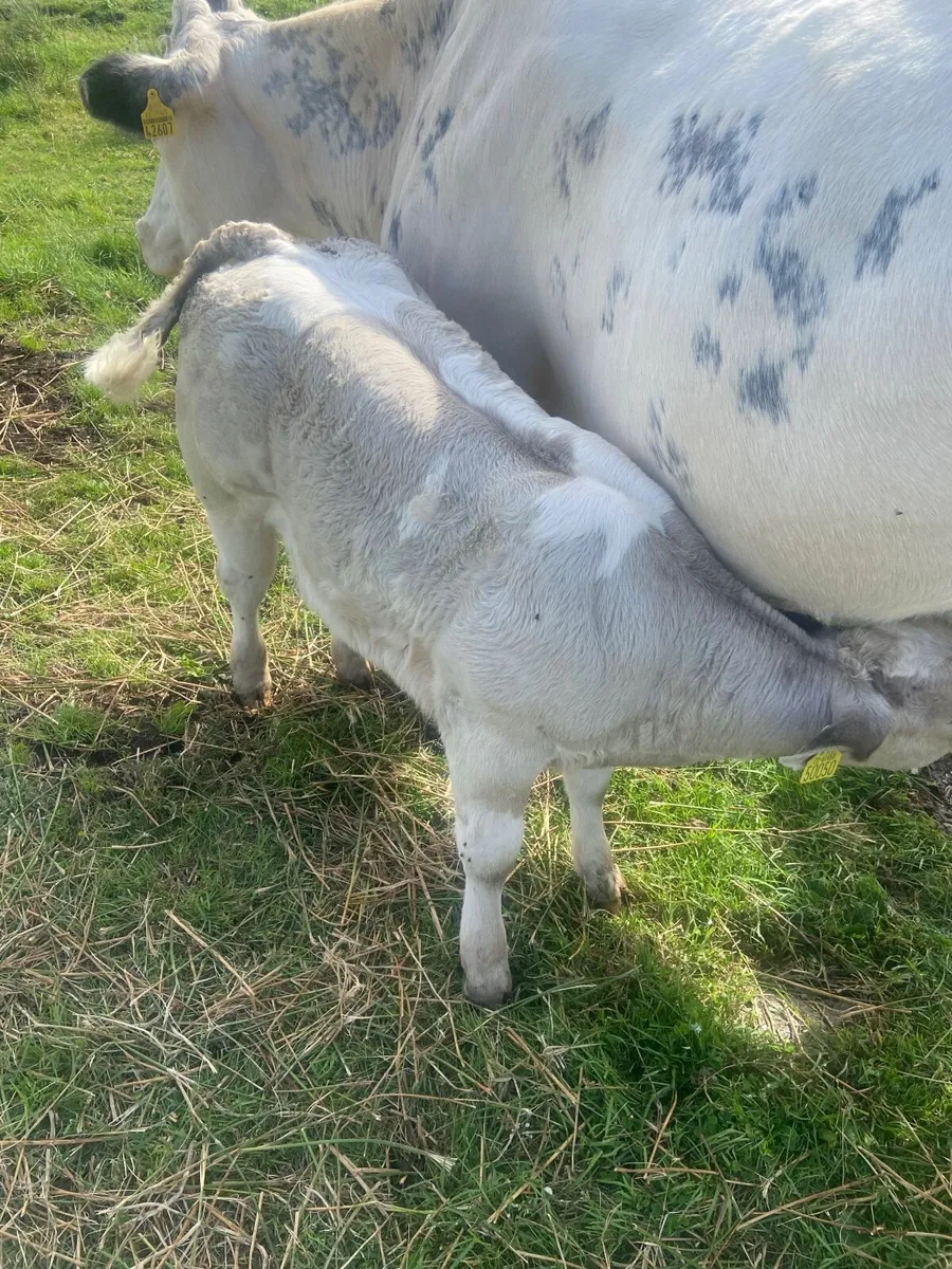 Cow and calf - Image 1