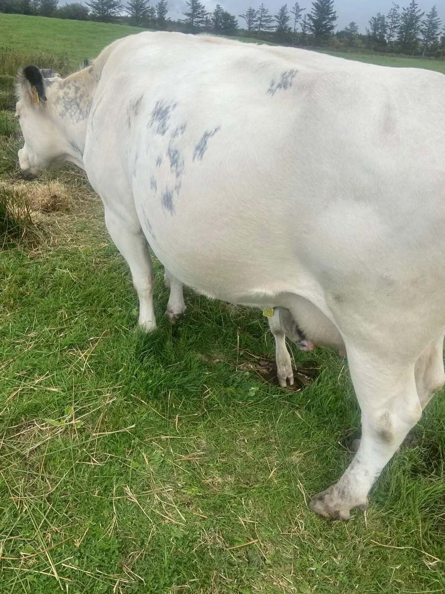 Cow and calf - Image 2