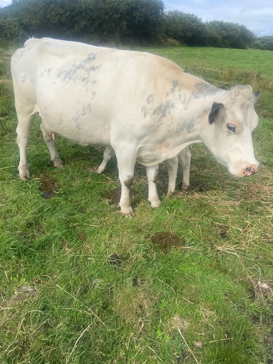 Cow and calf - Image 3