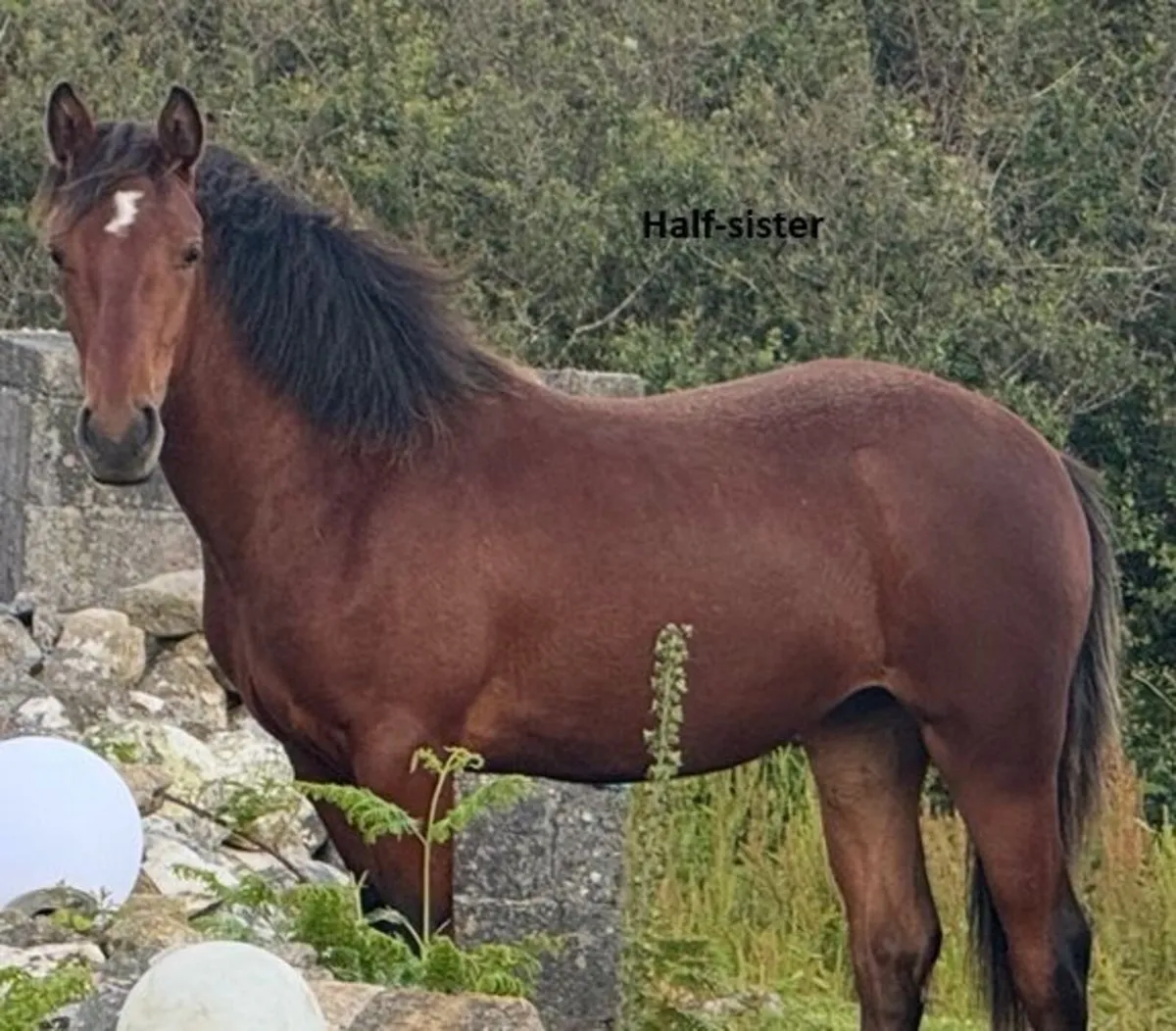 Class 1 Connemara Filly - Image 3