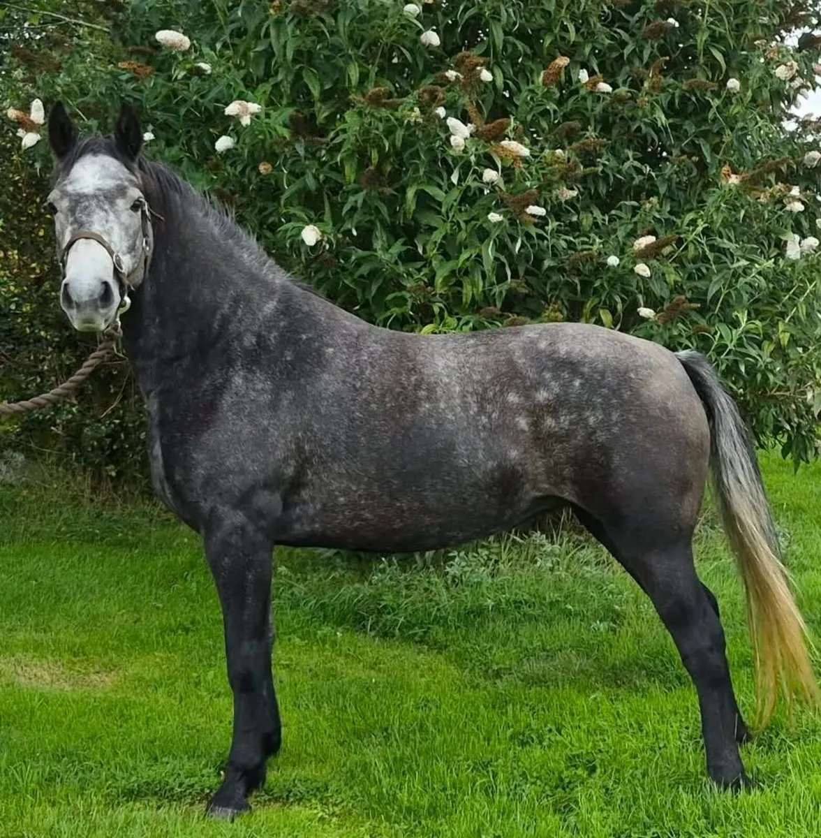 Class 1 Connemara Filly - Image 1