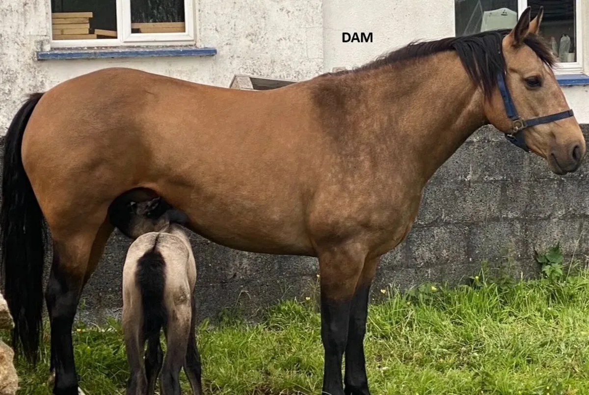 Class 1 Connemara Filly - Image 2