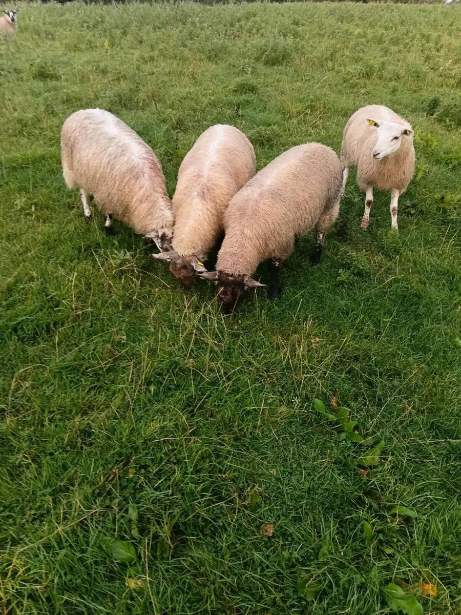 20 ewe lambs - Image 1
