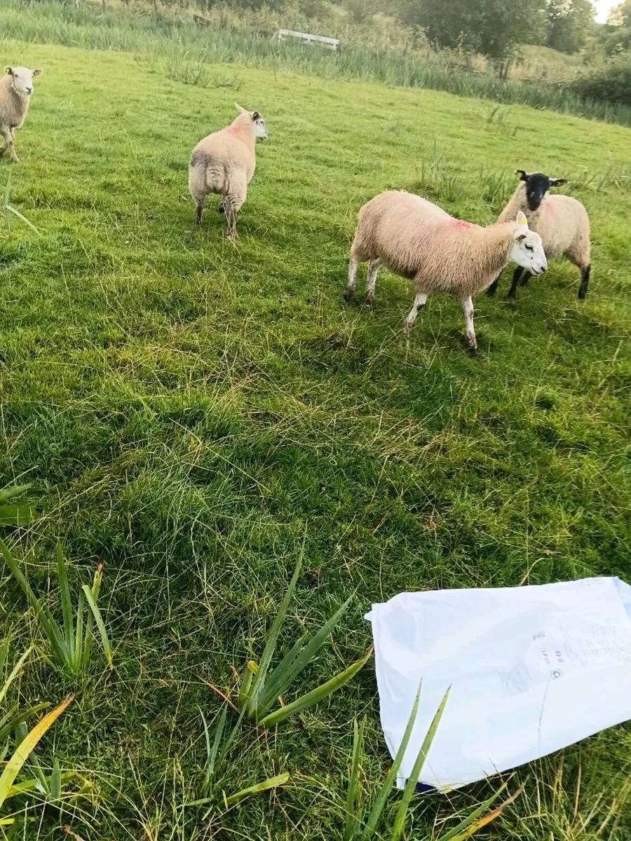 20 ewe lambs - Image 2