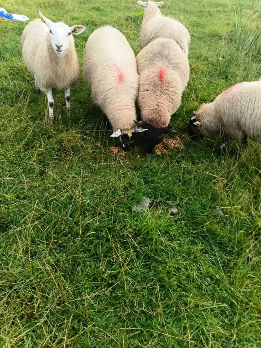 20 ewe lambs - Image 3