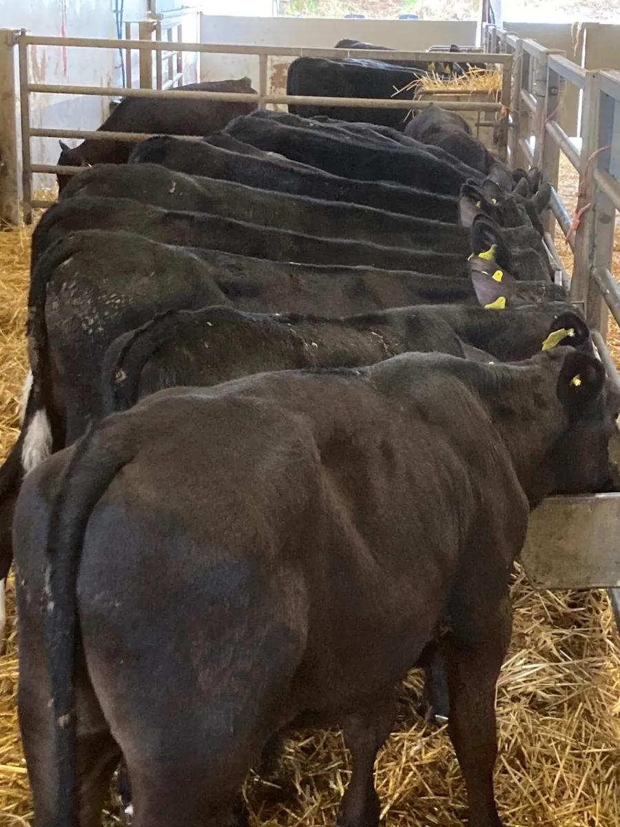 Angus bull’s - Image 2