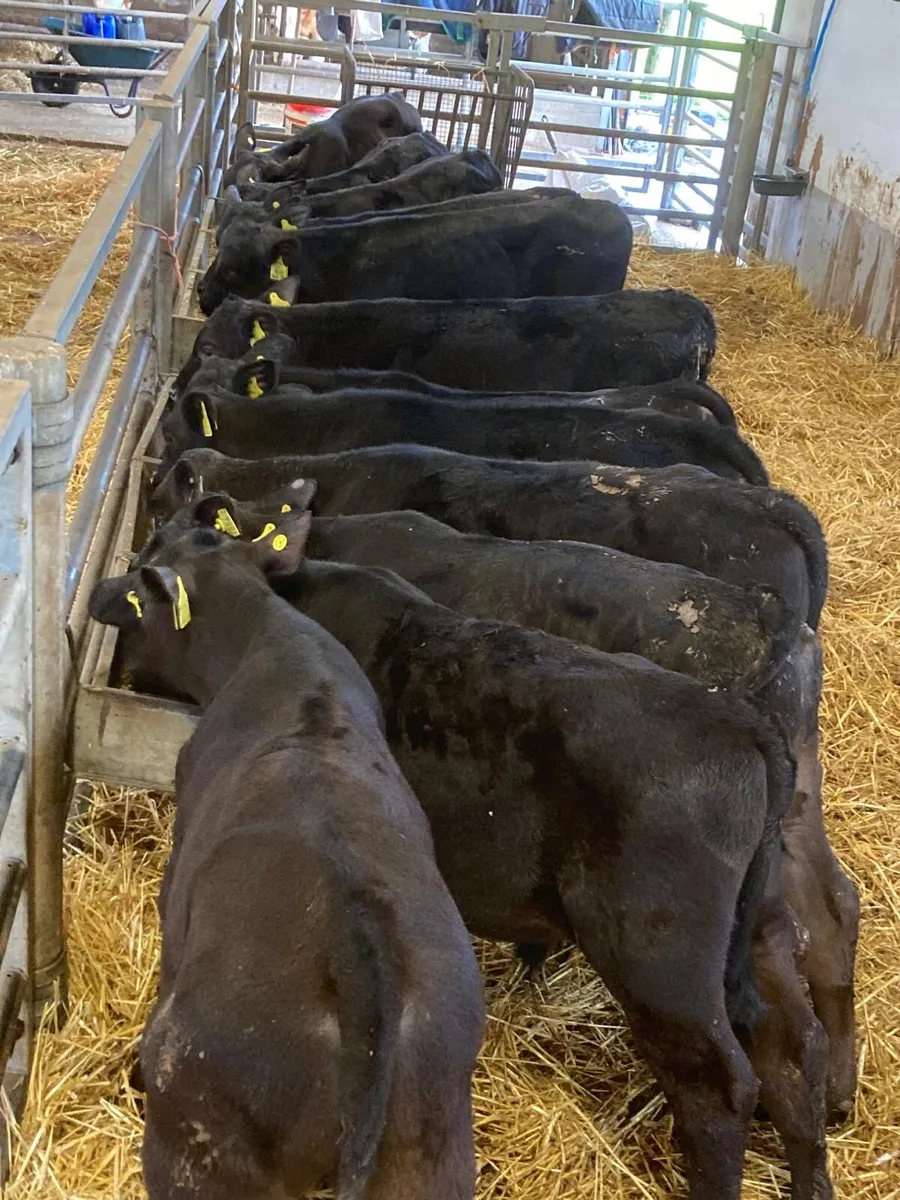 Angus bull’s - Image 4