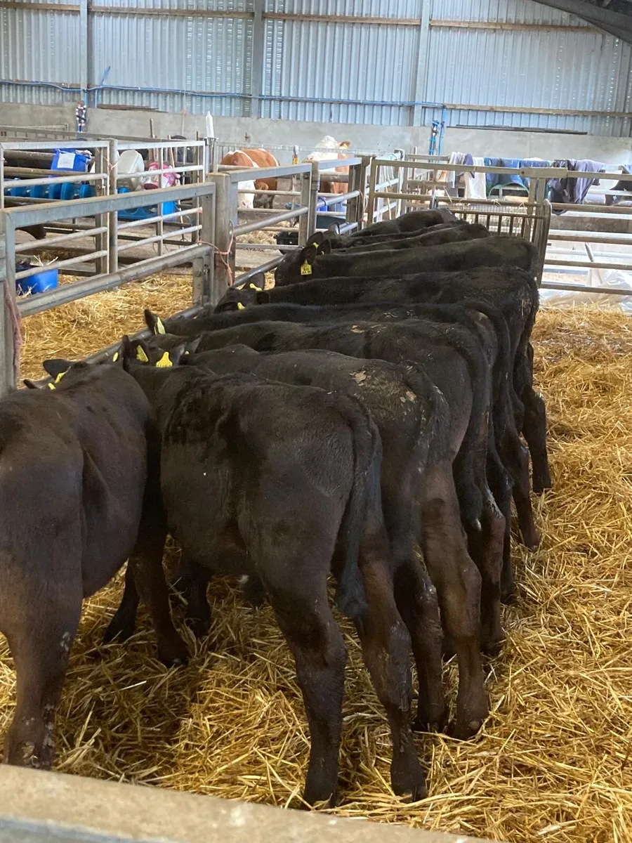 Angus bull’s - Image 1