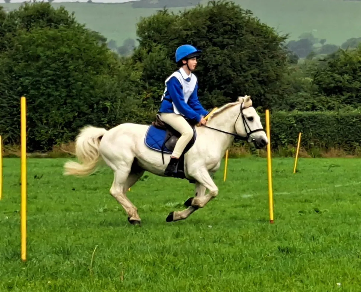 Pony Beginner - Image 3