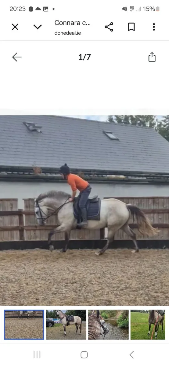 Connara cross 4 year old gelding - Image 3