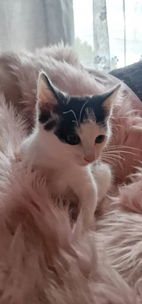Kittens - Image 2