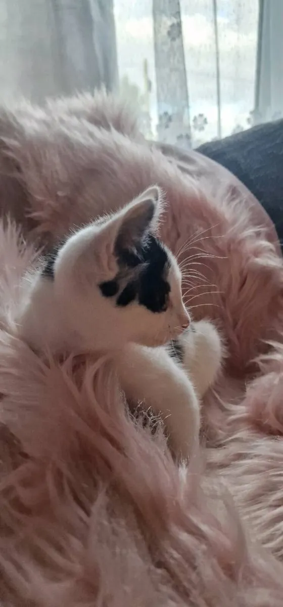 Kittens - Image 3