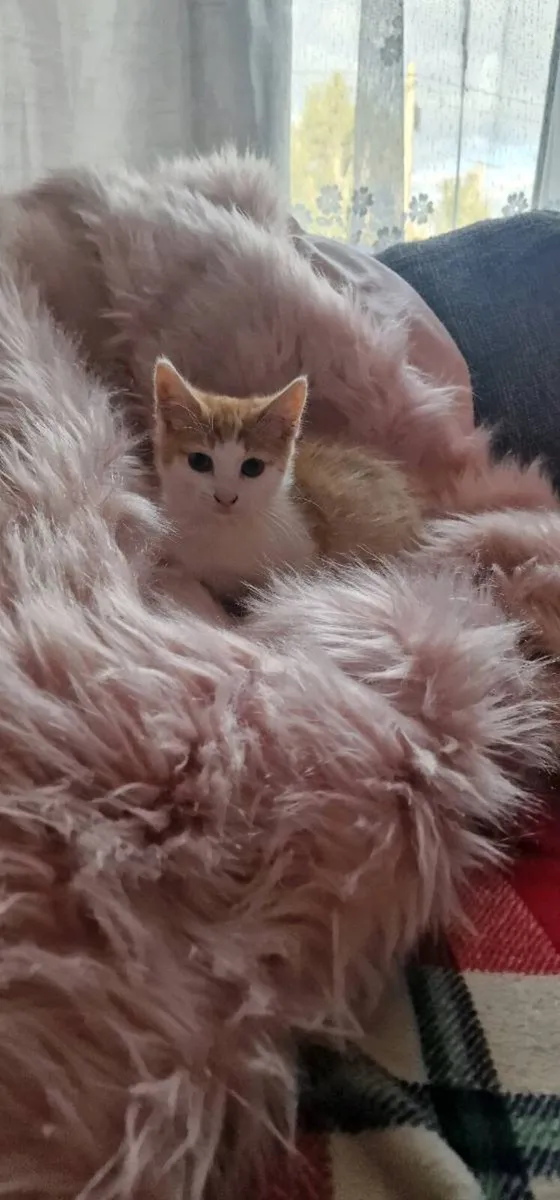 Kittens - Image 4