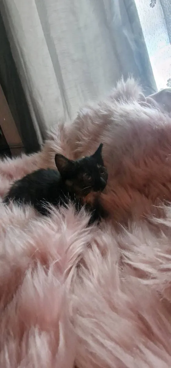 Kittens - Image 1