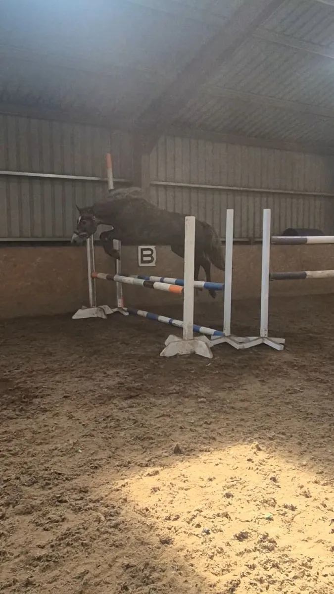 3-year old fillys going to Clifden - Image 1