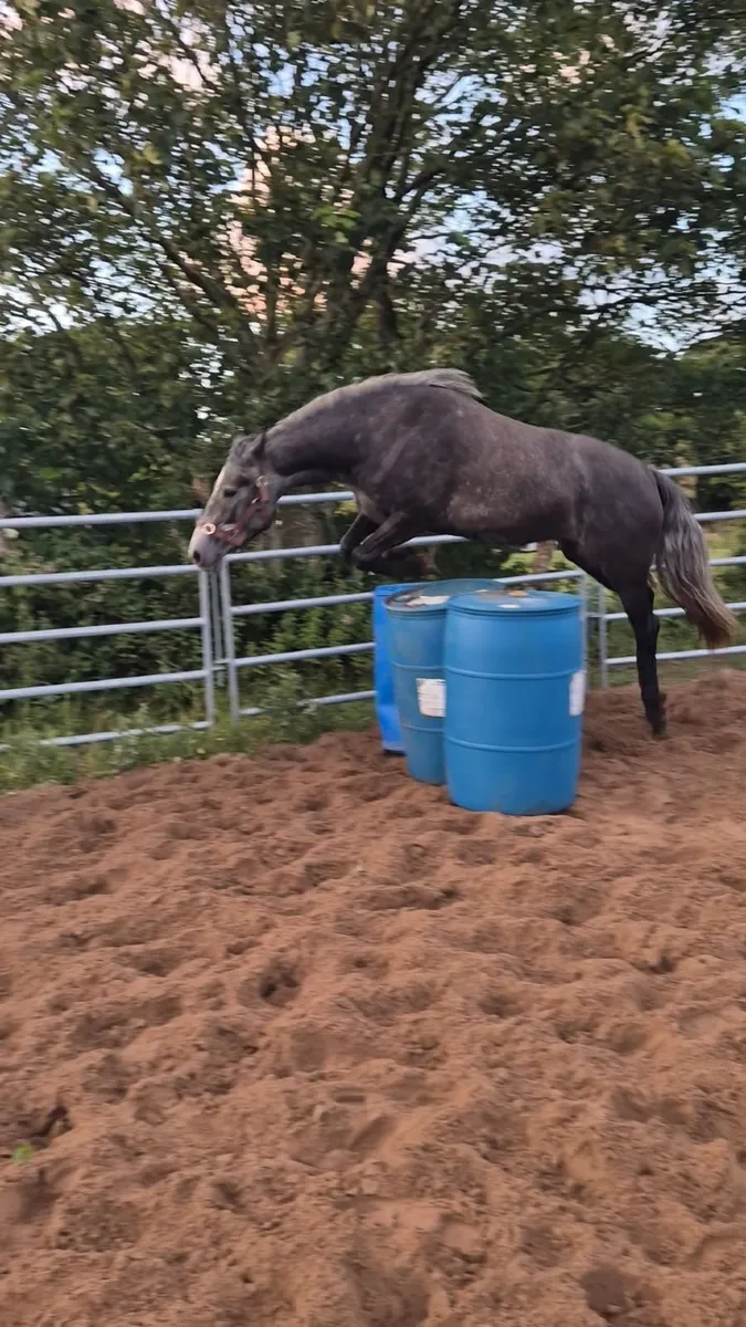 3-year old fillys going to Clifden - Image 2