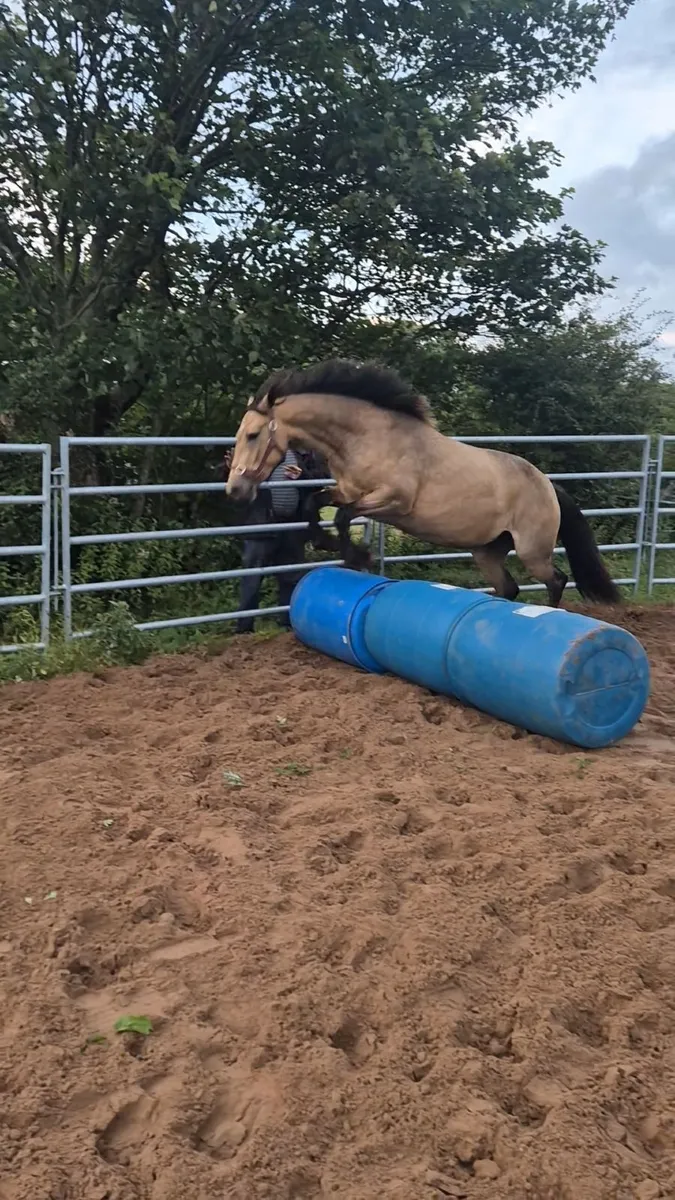 3-year old fillys going to Clifden - Image 3