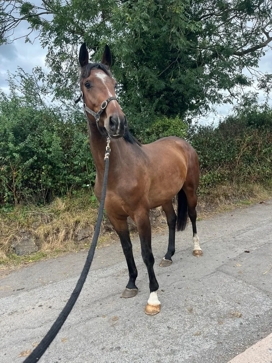 3yr old Filly by Conticco - Image 2