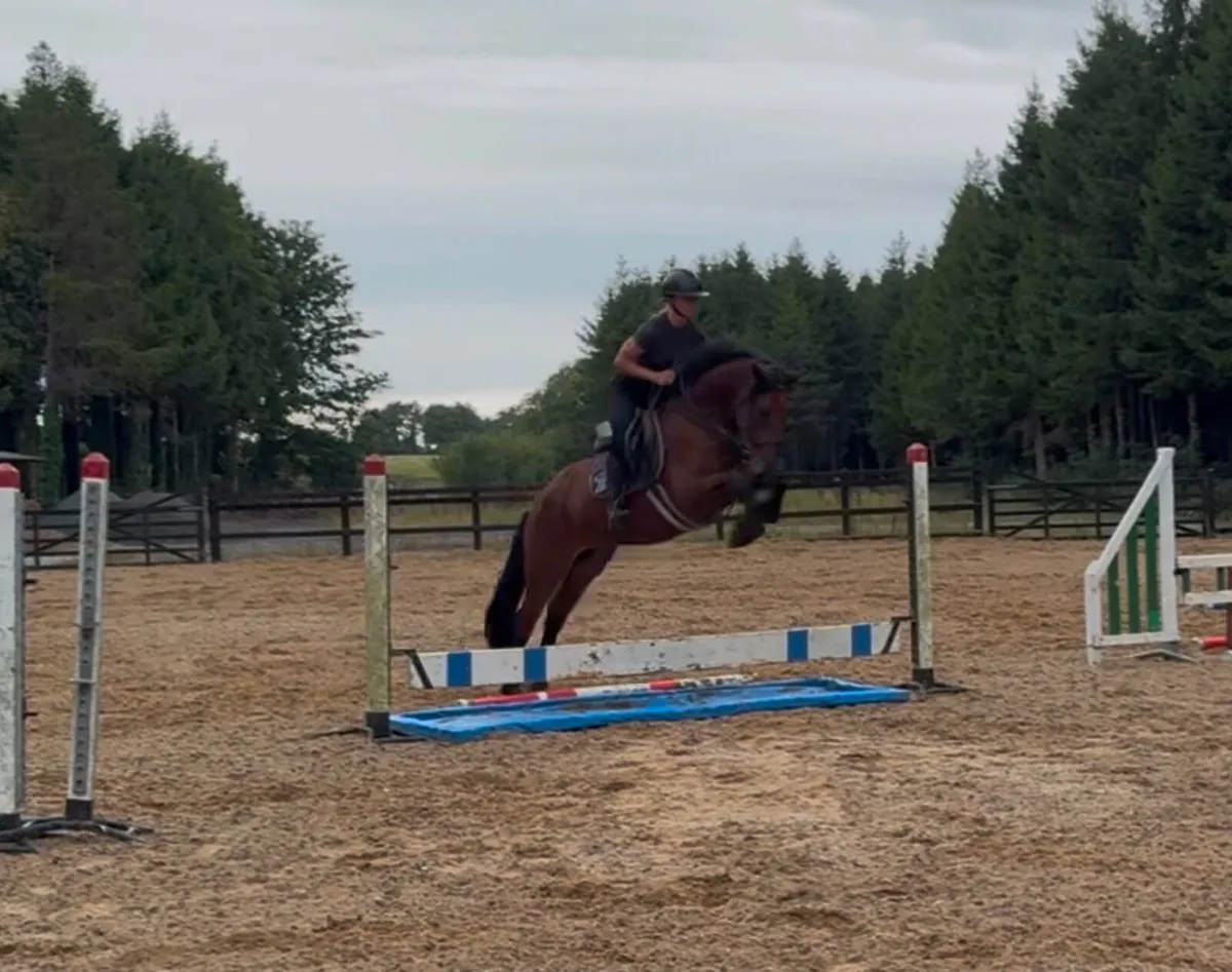 Horse - Image 1
