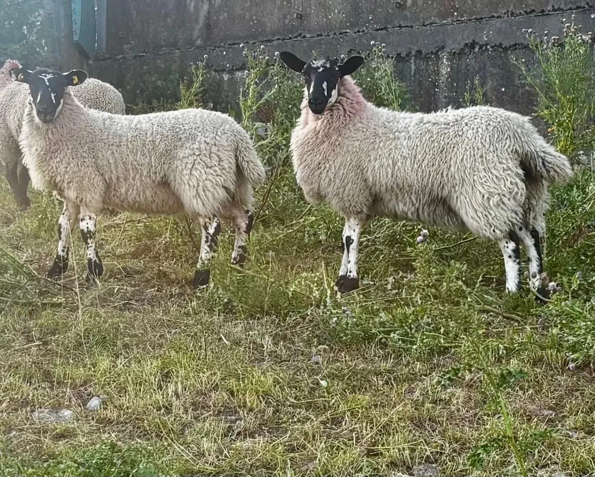 Mule ewe lambs - Image 3